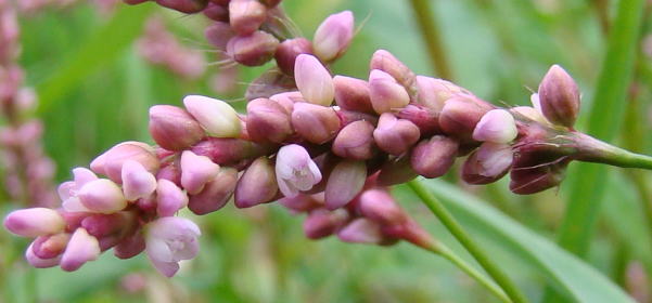 いぬたで イヌタデ Persicaria longiseta タデ科 Polygonaceae イヌタデ属